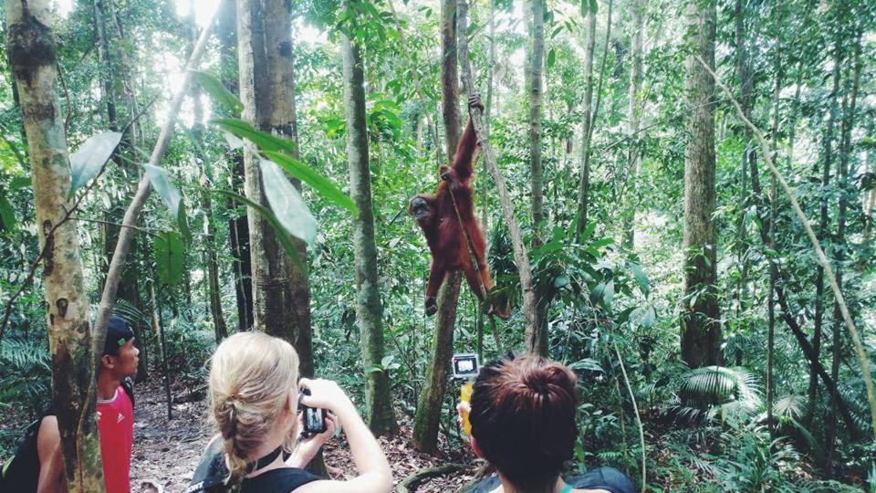 Orangutantreksumatra & Lovely Jungle Lodge Only Book If You Are Treking With Us Bukit Lawang Kültér fotó