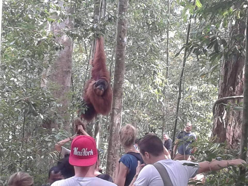 Orangutantreksumatra & Lovely Jungle Lodge Only Book If You Are Treking With Us Bukit Lawang Kültér fotó