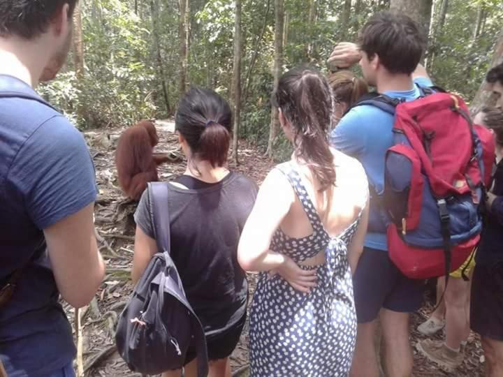 Orangutantreksumatra & Lovely Jungle Lodge Only Book If You Are Treking With Us Bukit Lawang Kültér fotó