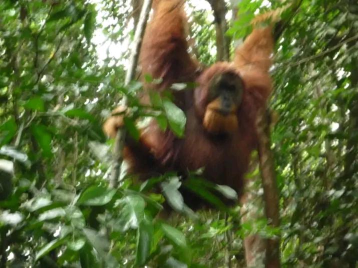 Orangutantreksumatra & Lovely Jungle Lodge Only Book If You Are Treking With Us Bukit Lawang Kültér fotó