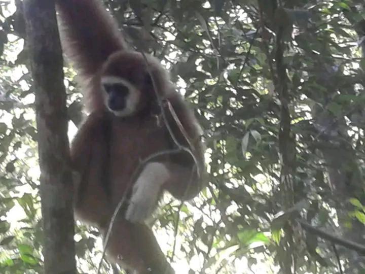 Orangutantreksumatra & Lovely Jungle Lodge Only Book If You Are Treking With Us Bukit Lawang Kültér fotó