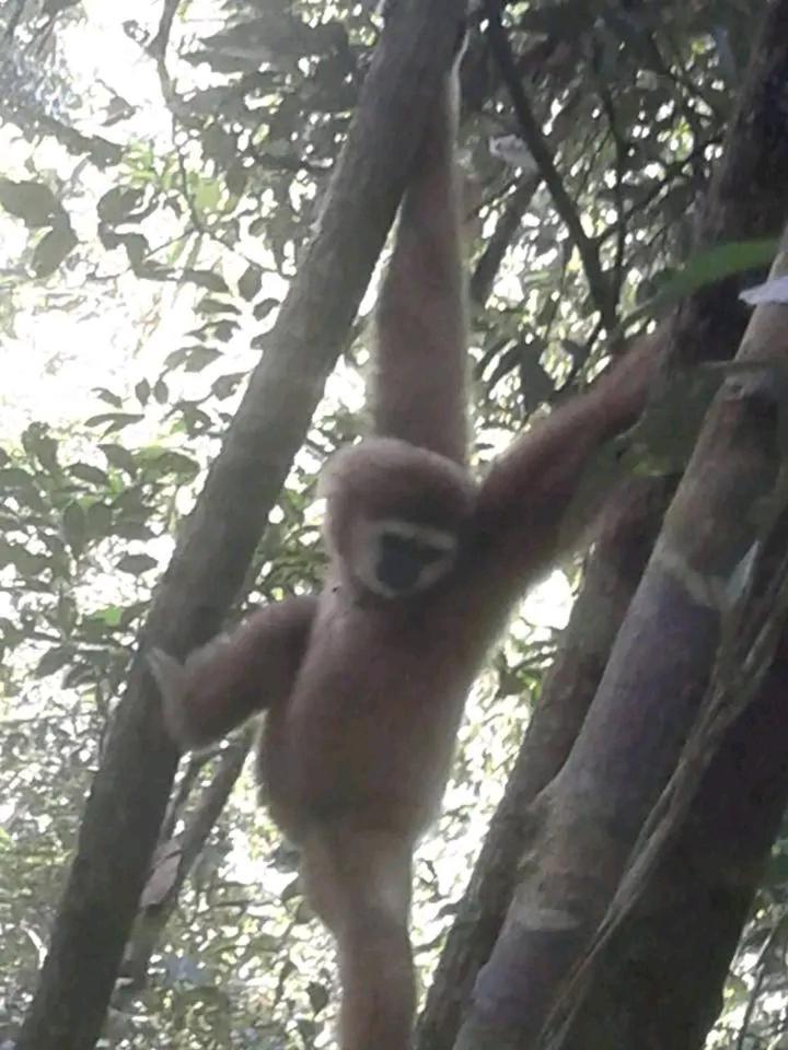 Orangutantreksumatra & Lovely Jungle Lodge Only Book If You Are Treking With Us Bukit Lawang Kültér fotó