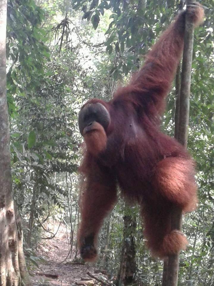 Orangutantreksumatra & Lovely Jungle Lodge Only Book If You Are Treking With Us Bukit Lawang Szoba fotó