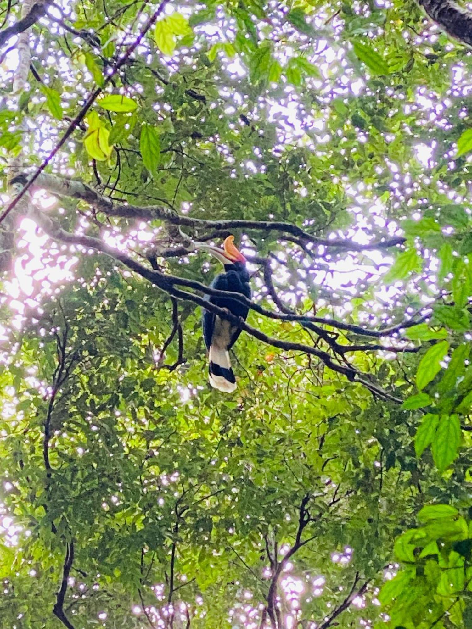 Orangutantreksumatra & Lovely Jungle Lodge Only Book If You Are Treking With Us Bukit Lawang Kültér fotó